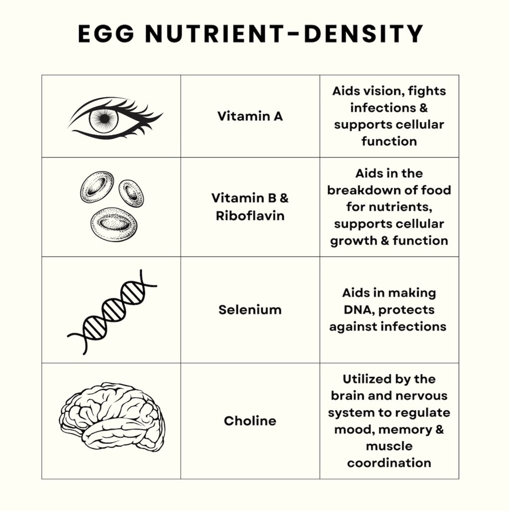 Graphic on egg nutrient density - Type Won Coaching™